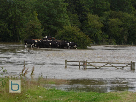 Cows stranded on bridge over river Evenlode during spring floods by Mill farm.